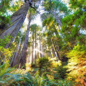 Sekvoje v parku Big Basin