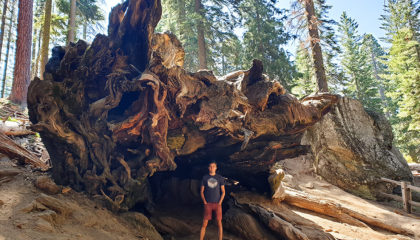 profiq výherce letenky do USA, Yosemitský Národní Park, sekvoje