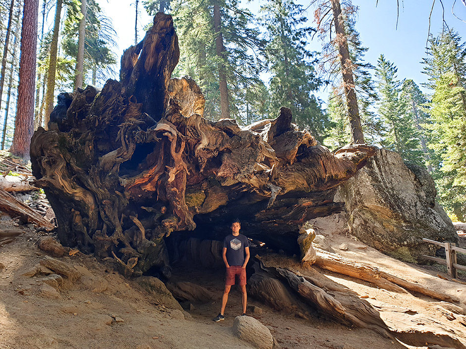 profiq výherce letenky do USA, Yosemitský Národní Park, sekvoje